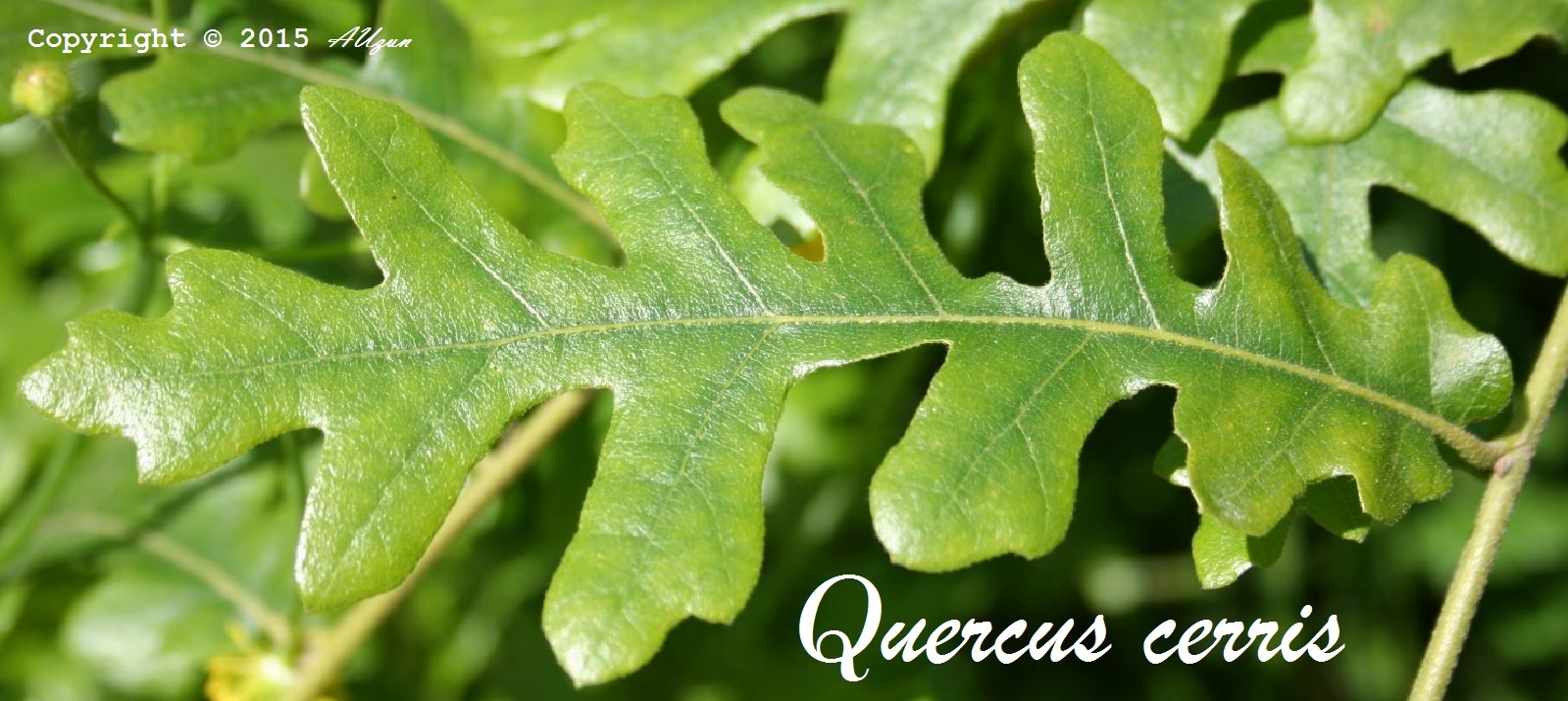 ORMAN BOTANİĞİ ANABİLİM DALI 