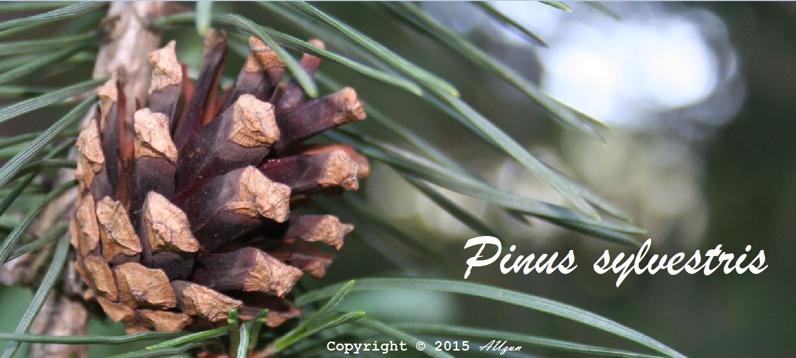 ORMAN BOTANİĞİ ANABİLİM DALI