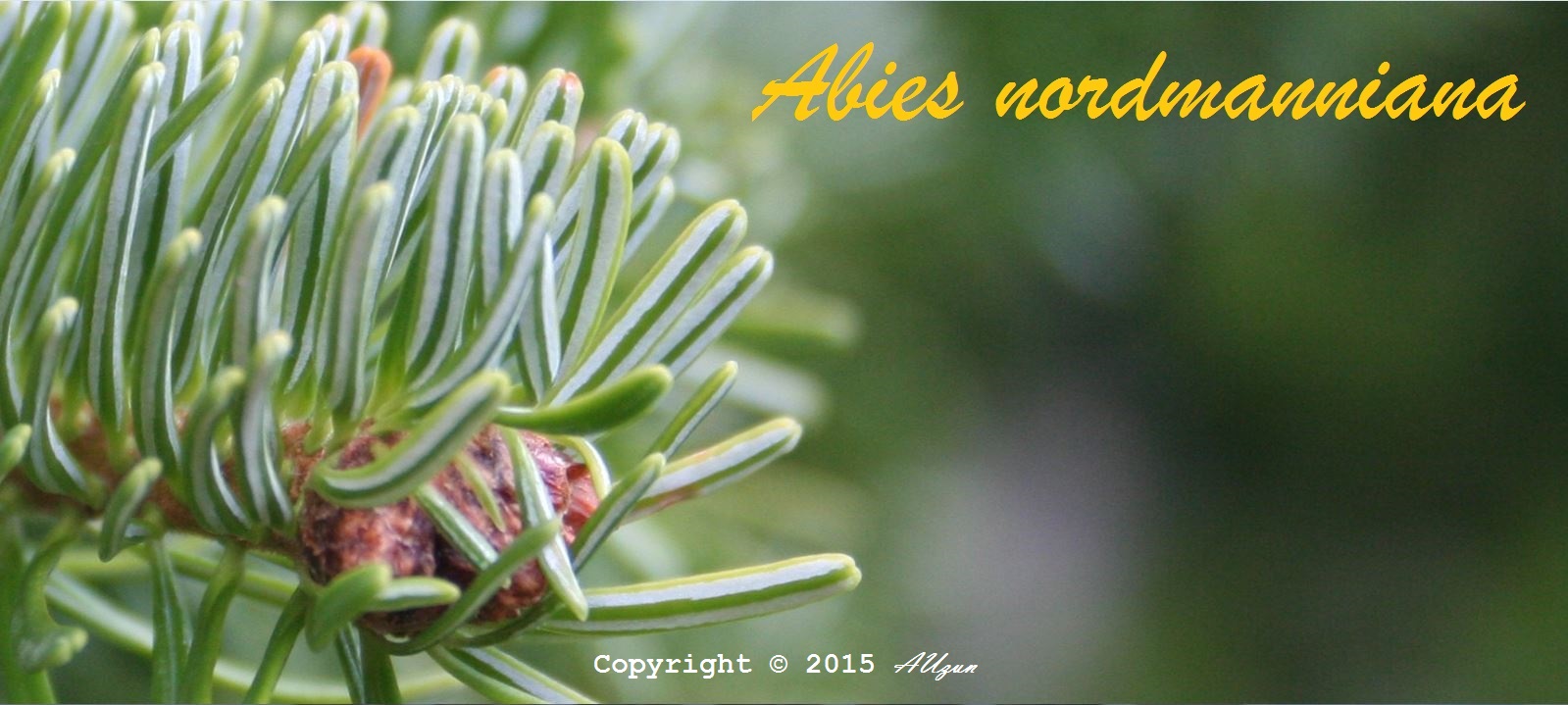 ORMAN BOTANİĞİ ANABİLİM DALI