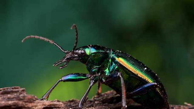 ORMAN ENTOMOLOJİSİ VE KORUMA ANABİLİM DALI