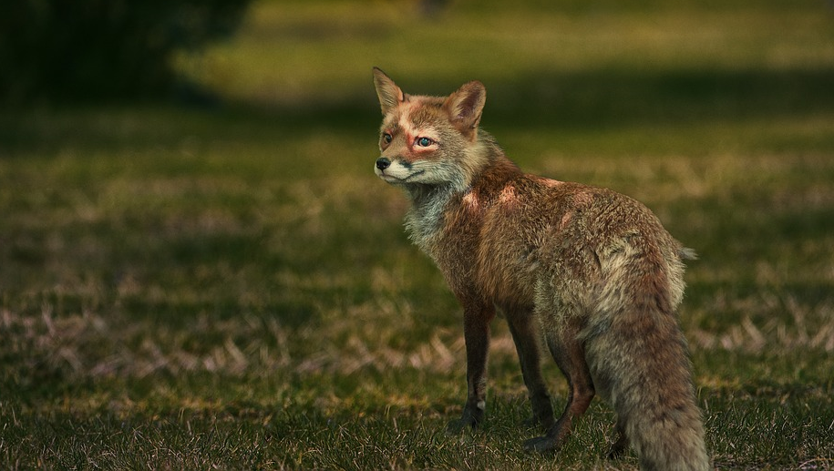 ORMAN ENTOMOLOJİSİ VE KORUMA ANABİLİM DALI