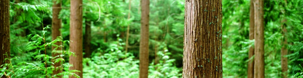 SİLVİKÜLTÜR ANABİLİM DALI